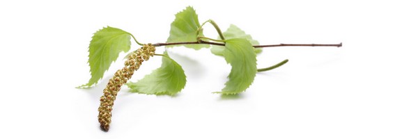 Le macérat de bourgeons de Bouleau verruqueux